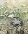 Field of Lace