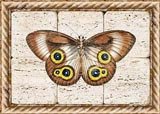 Butterfly Fresco II
