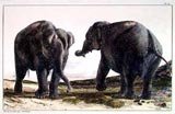 Enduring Elephants I