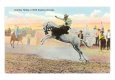 Bucking Bronco in Rodeo