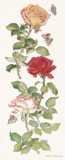 Rose Bloom II