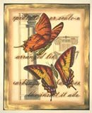Transitional Butterfly I Bugs & Insects Butterflies & Moths
