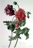 Poppy