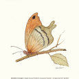 Butterfly in Orange
