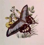 Cebalus Butterfly