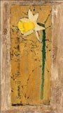 Narcissus