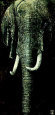 Elephant du Kenya