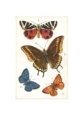 Four Butterflies
