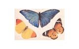 3 Butterflies