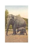Indian Elephants
