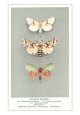 Exotic Moths Bugs & Insects Butterflies & Moths