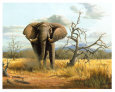 Charging Elephant