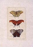 Butterflies (HC)