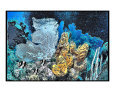 Blue seafan and yellow sponge