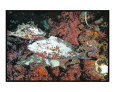 Parrotfish on red coral