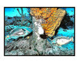 Parrotfish on yellow coral