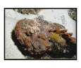 Stonefish