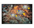 Queen angelfish