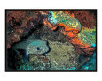 Porcupinefish