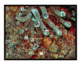 Anemone Art on the Verge Animals
