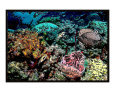 Angelfish on reef