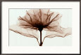 A Rose