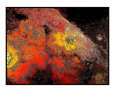 Red night Art on the Verge Animals