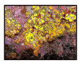 Yellow dreams Art on the Verge Animals