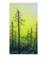 Acid Rain Forest