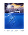 Wonders of Creation - Dolphin Series II