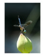 Dragonfly and lotus