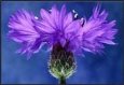 Cornflowers