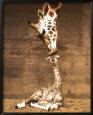 Giraffe, First Kiss