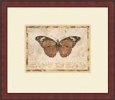 Butterfly V