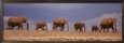 African Elephant Herd, Kenya