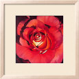 Spanish Rose