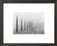 Cypresses, Tuscany 1998