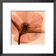 Hellebore I