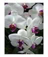 Spray of Orchids