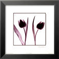 Tulip Impressions IV