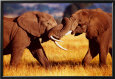 African Elephants Sparring