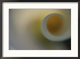 A Detail of a Calla Lily Flower