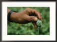 A Hand Holding a Oozing Opium Poppy Seed Pod
