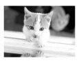 Cute Cat Art on the Verge Animals