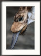 A Giraffe Sticks its Tongue out for the Camera