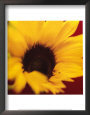 Sunflower on Red