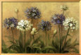 Agapanthus