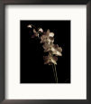Orchid Study III