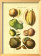 Fruits and Nuts I