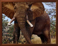 Jumbo